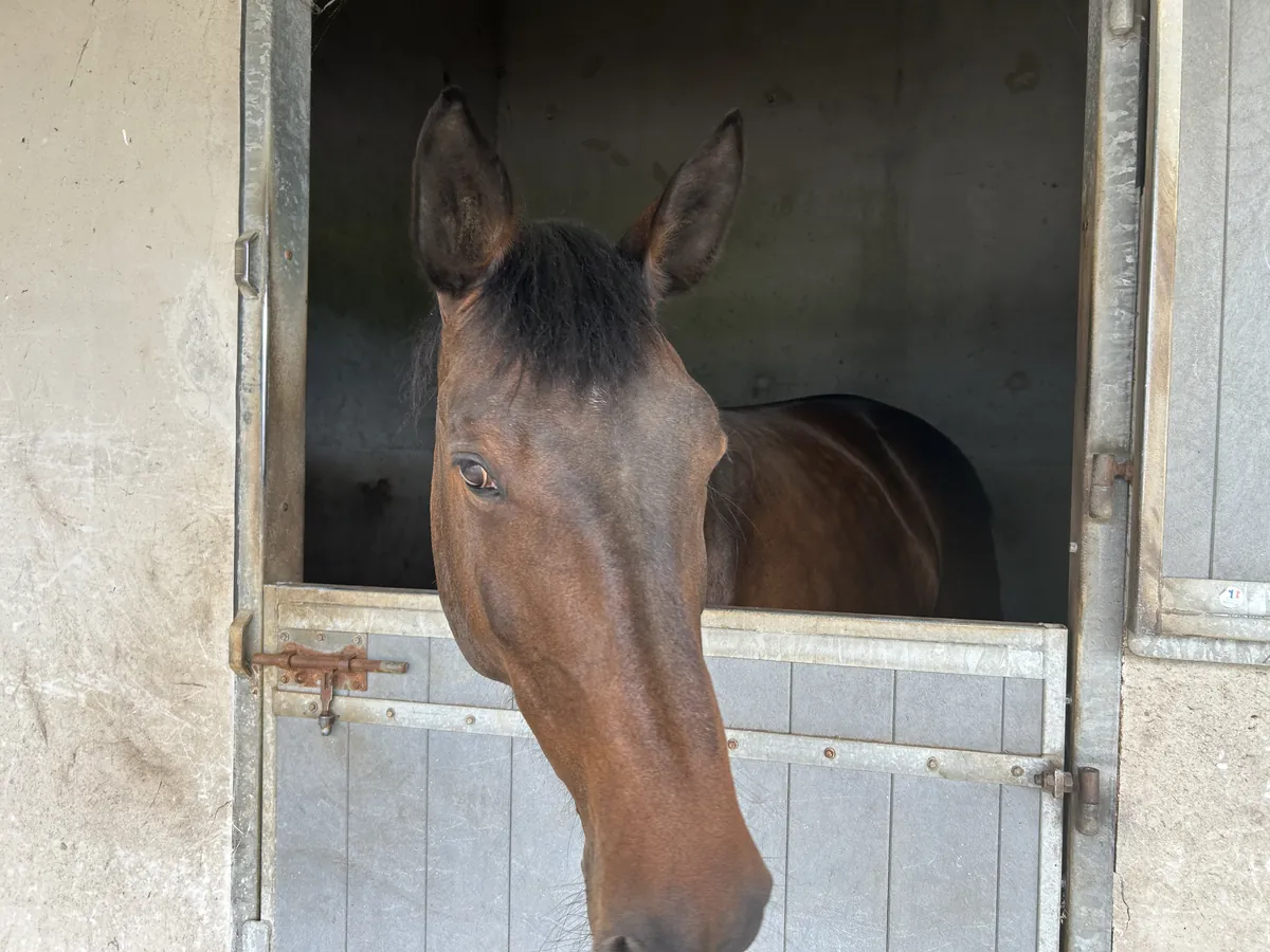 Cheval dans un box de l'Écurie du Bodoage à Vron