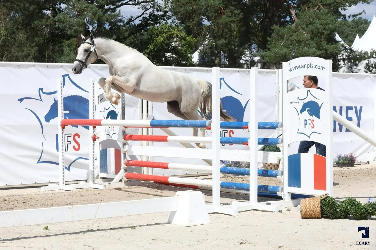 Mystery Pondi EDB, étalon PFS pie gris de l'Écurie du Bodoage en concours d'obstacle