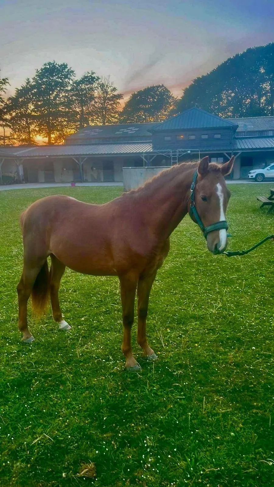 Nakoma Star EDB, étalon de l'Écurie du Bodoage, alezan
