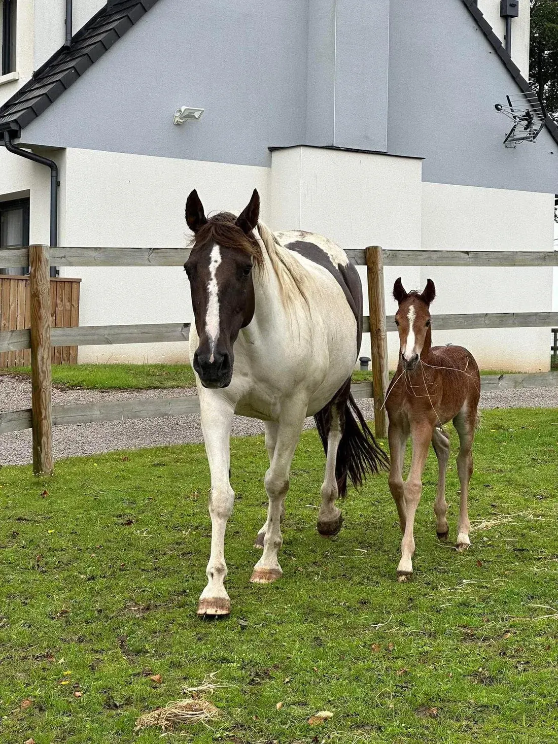 Poulinière pie alezan de l'Écurie du Bodoage avec son poulain